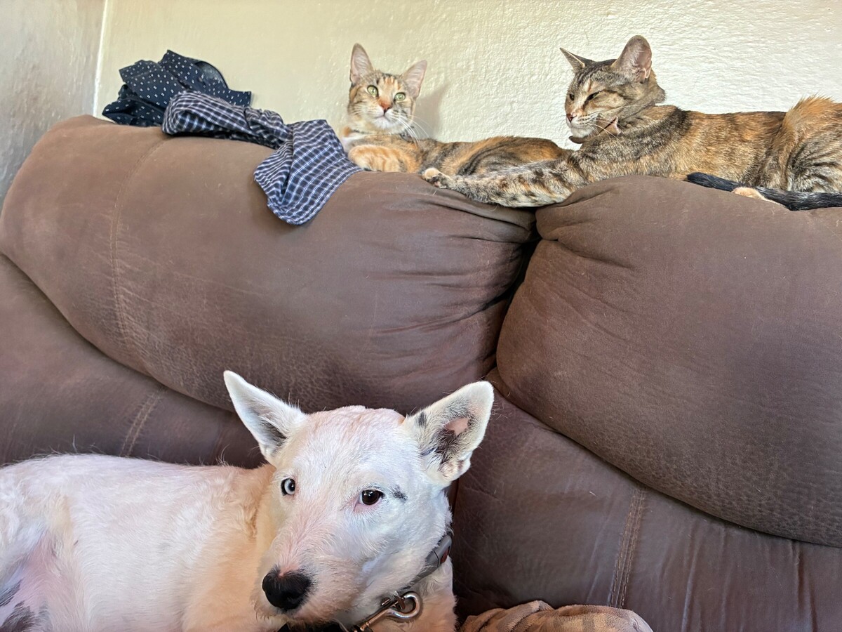 Animal Village NM Offering Affordable Spay and Neuter Surgeries for Low-Income Families