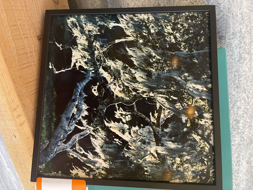 Moss A Photograph in Nature Janet Thornton Gallery Roadrunner Emporium