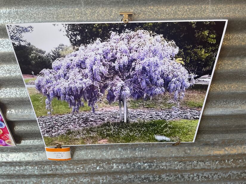 "Wisteria" A Photographic expression of color by Janet Thornton Galleries at Roadrunner Emporium Alamogordo