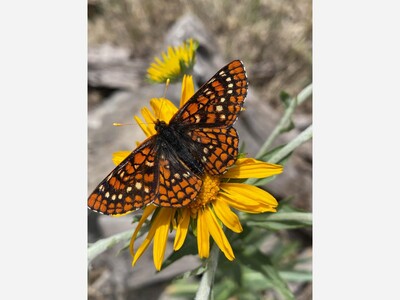 Saving the Sacramento Mountains Checkerspot Butterfly: Richard Welch's Earth Day Advocacy 
