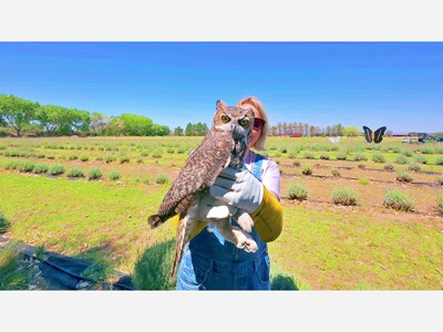Video: Hootie the Great Horned Owl Returns to Tularosa & Flies Free, Gila Wildlife Rescue Rehabilitated Her