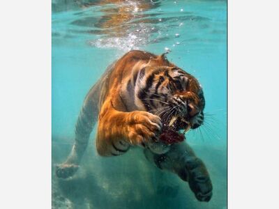 Alamogordo Tigers Swim Meet Results from Saturday’s Artesia Invitational 