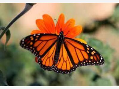 Earth Day Butterfly release, Blush Beauty Bar Succulent Bar, South New York Avenue Street Party 6 pm to 10 pm