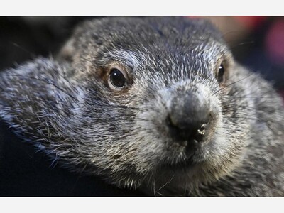  Groundhog Punxsutawney Phil Missed Up on Call for Early Spring, Distracted With Arrival of his New Groundhog Family