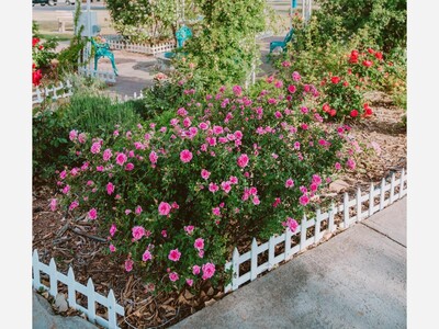 Save the 10th Street Rose Garden With Many Hands Needs Your Call Out to the City