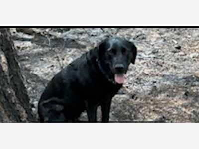 Riudoso Fire Suppression and Investigations Continue with Dog Named Wheezy