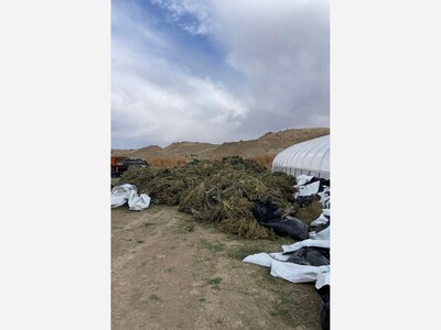 New Mexico State Police assist the Cannabis Control Division with removal of marijuana at grow site