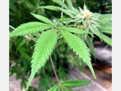 2025 Cannabis Statistics and Trends per Gallup Polling 