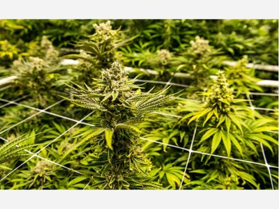 Cannabis Enforcement Bill Passed Legislature Heads to Gov Grisham