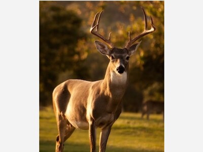 In Memory of Johnny Mirabal