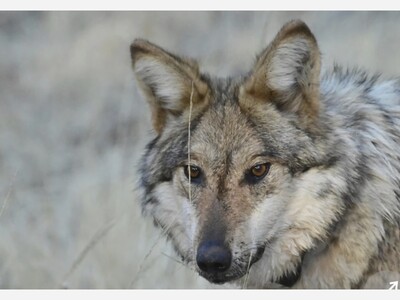Wolf Reintroduction and Endangered Species: Thoughts by Laurel Berry