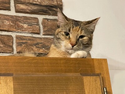 SB 57 Funds Finally Flow Despite Legal Challenges