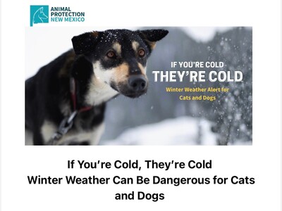 Winter Warnings: Protecting Pets from Cold in Alamogordo and Otero County – Local Laws and Community Support