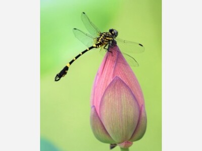 In Memory of Merrellee Petrine Moore