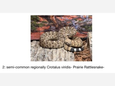 Living Safely with Snakes in Southern New Mexico: KALH Radio Interview with Anthony Lucero on Rattlesnake Safety, Prevention, and Coexistence