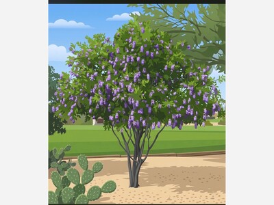 Alamogordo City Explains Tree Removal on N White Sands Blvd: Failing Trees Replaced with Better-Suited Species